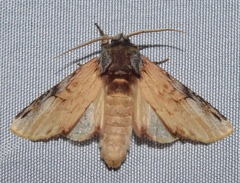 Ianassa pallida