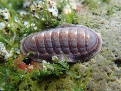 Ischnochiton pusio