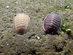 Ischnochiton pusio