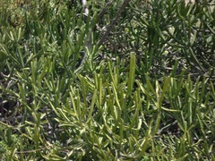 Euphorbia susan-holmesiae