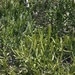 Euphorbia susan-holmesiae - Photo (c) Prashanth, osa oikeuksista pidätetään (CC BY-NC), lähettänyt Prashanth