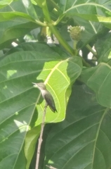 Mellisuga minima