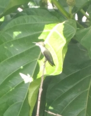 Mellisuga minima
