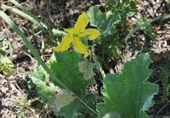 Apodanthera undulata