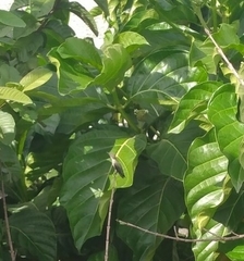 Mellisuga minima