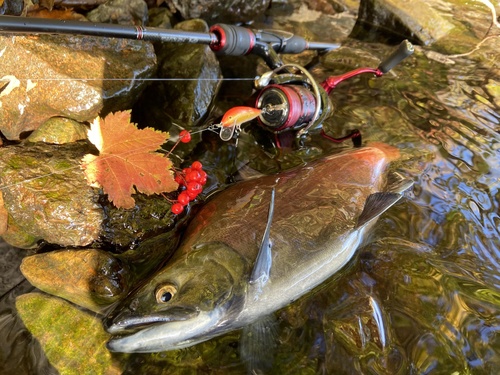 Rode zalm (Oncorhynchus nerka) — Salmonidae — 3