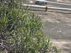 Euphorbia susan-holmesiae
