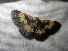 Peratophyga flavomaculata