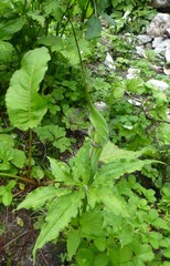 Arisaema jacquemontii