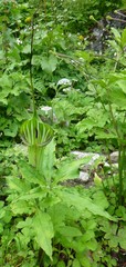 Arisaema jacquemontii