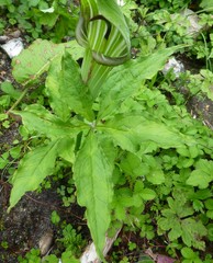 Arisaema jacquemontii