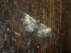 Peratophyga flavomaculata