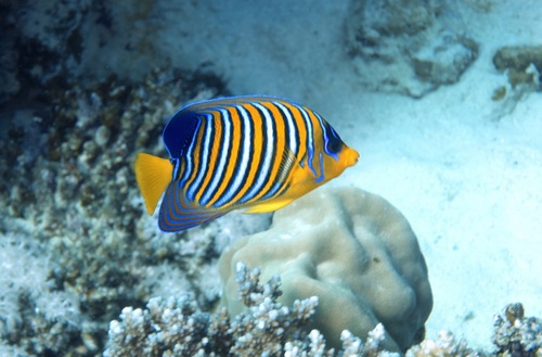 Angelfish (Pygoplites diacanthus) — Pomacanthidae — 4
