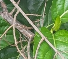 Anolis hispaniolae