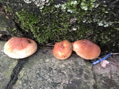 Hypholoma lateritium