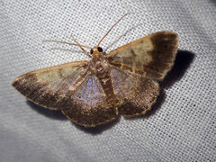 Peratophyga venetia