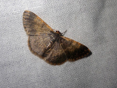 Peratophyga venetia