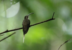 Phaethornis superciliosus