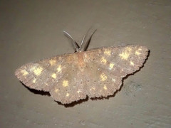 Perixera flavirubra