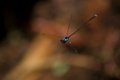 Nososticta flavipennis