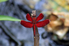 Neurothemis manadensis