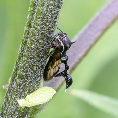 Heteronotus trinodosus