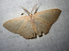 Perixera flavispila