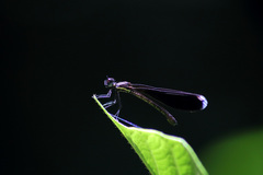 Rhinocypha frontalis