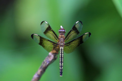 Neurothemis manadensis
