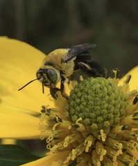 Centris nitida
