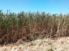 Typha