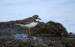 Charadrius semipalmatus