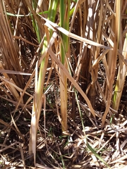 Typha