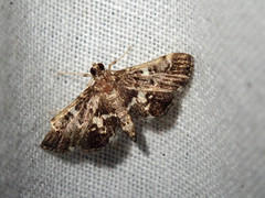 Piletocera sodalis