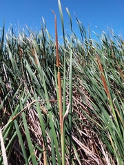 Typha