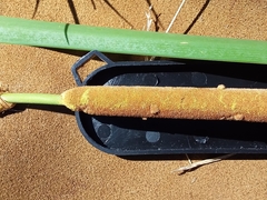 Typha