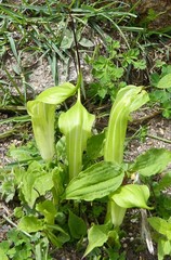 Arisaema jacquemontii