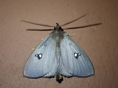 Pinacia albistella