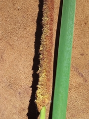 Typha