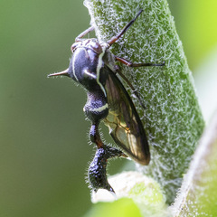 Heteronotus trinodosus