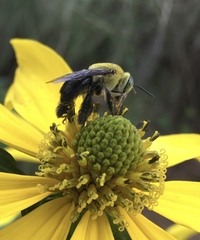 Centris nitida