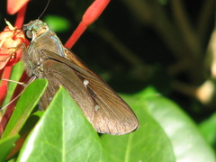 Calpodes ethlius