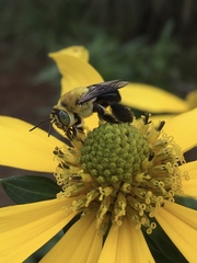 Centris nitida