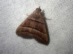 Polypogon nothusalis