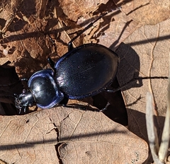 Carabus finitimus