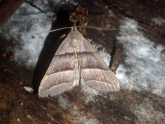Polypogon nothusalis