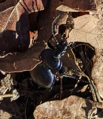 Carabus finitimus