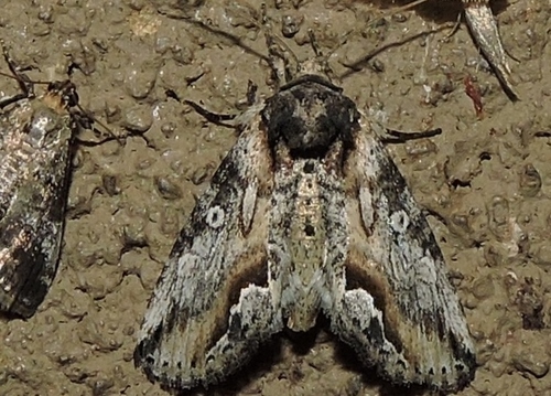 Prothrinax luteomedia Smith, 1907