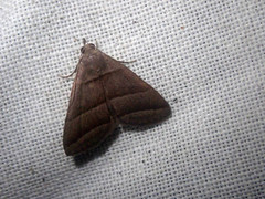 Polypogon nothusalis