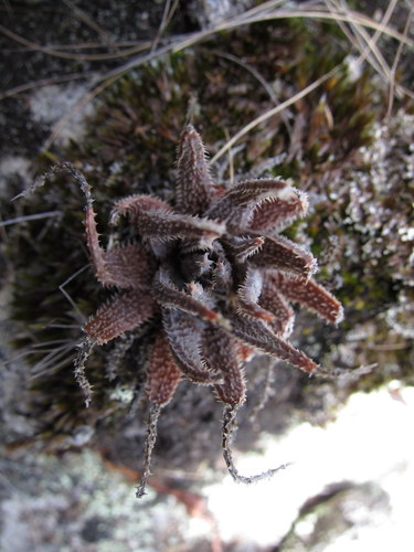 Aloe parvula